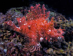 Lacy rhinopias, Lembeh by Doug Anderson 